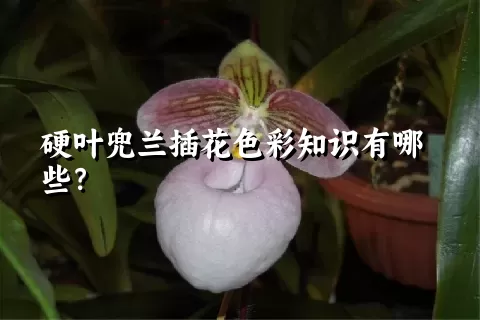 硬叶兜兰插花色彩知识有哪些？