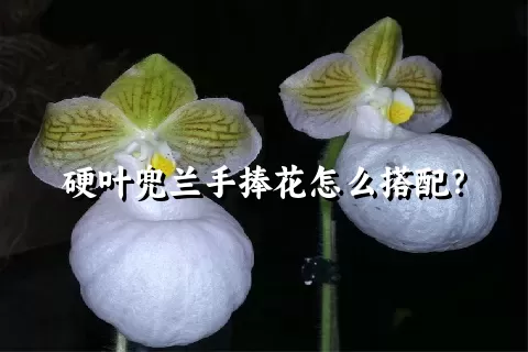 硬叶兜兰手捧花怎么搭配？