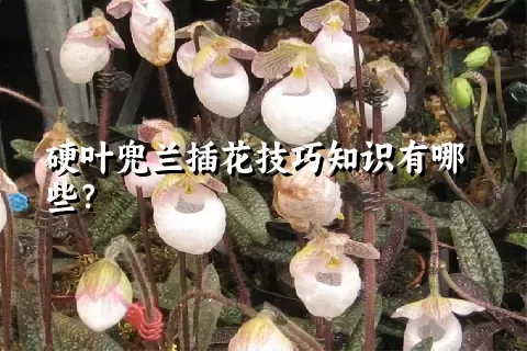 硬叶兜兰插花技巧知识有哪些？