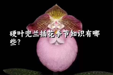 硬叶兜兰插花季节知识有哪些？