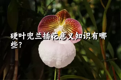 硬叶兜兰插花意义知识有哪些？