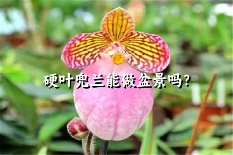 硬叶兜兰能做盆景吗？