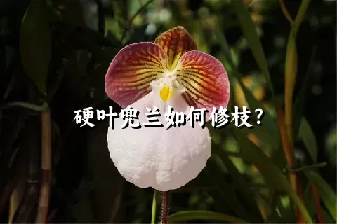 硬叶兜兰如何修枝？