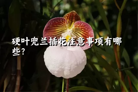 硬叶兜兰插花注意事项有哪些？