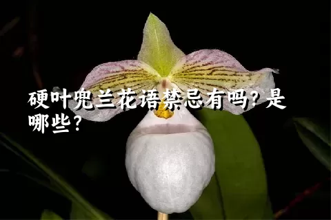 硬叶兜兰花语禁忌有吗？是哪些？