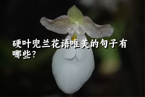 硬叶兜兰花语唯美的句子有哪些？