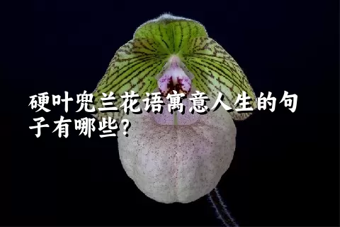 硬叶兜兰花语寓意人生的句子有哪些？