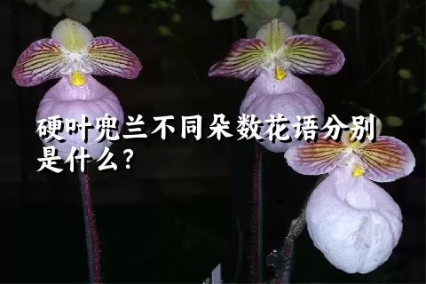 硬叶兜兰不同朵数花语分别是什么？