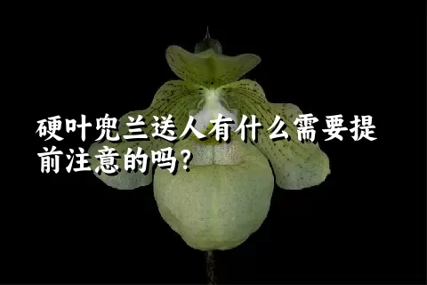 硬叶兜兰送人有什么需要提前注意的吗？