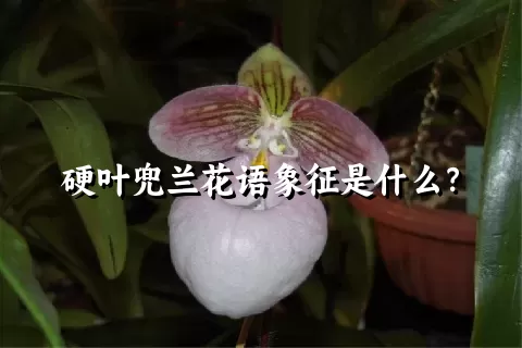 硬叶兜兰花语象征是什么？