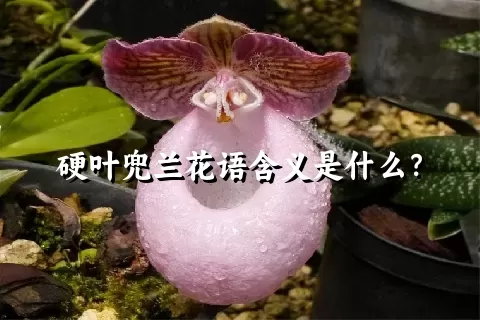 硬叶兜兰花语含义是什么？