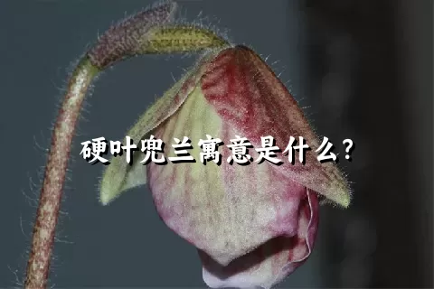 硬叶兜兰寓意是什么？