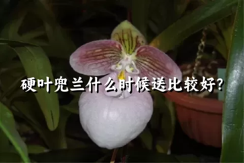 硬叶兜兰什么时候送比较好？