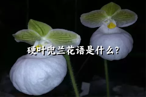 硬叶兜兰花语是什么？