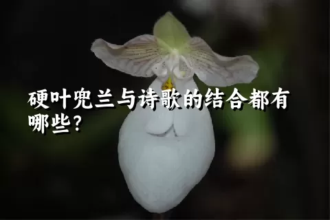 硬叶兜兰与诗歌的结合都有哪些？