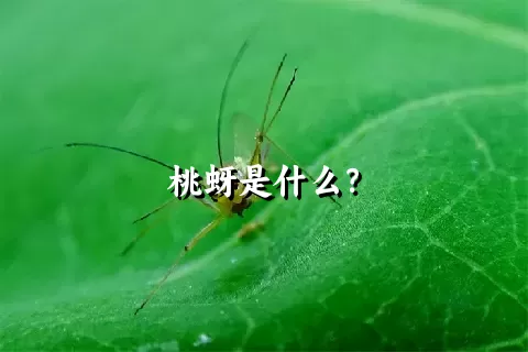 桃蚜是什么？