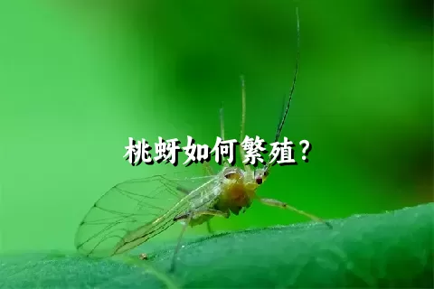 桃蚜如何繁殖？