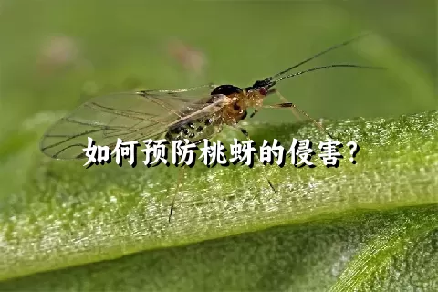 如何预防桃蚜的侵害？