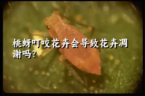 桃蚜叮咬花卉会导致花卉凋谢吗？