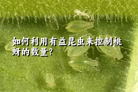 如何利用有益昆虫来控制桃蚜的数量？