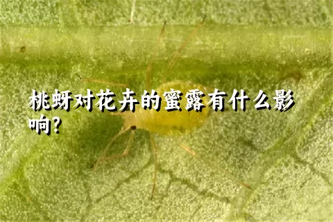 桃蚜对花卉的蜜露有什么影响？