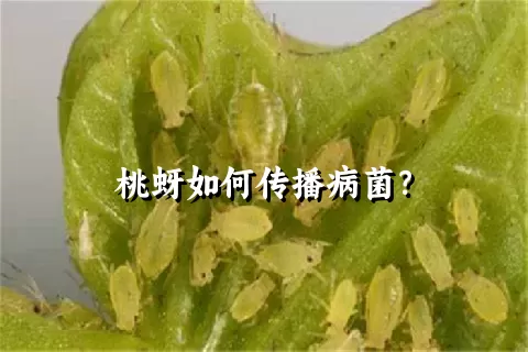 桃蚜如何传播病菌？