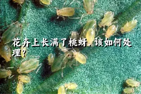 花卉上长满了桃蚜，该如何处理？