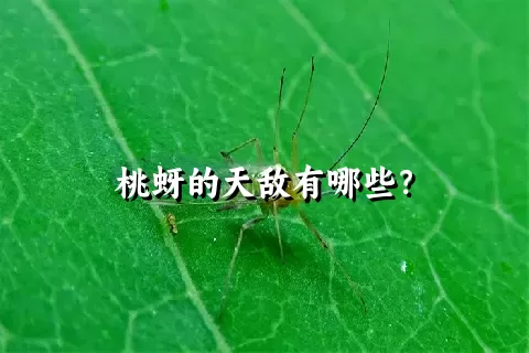 桃蚜的天敌有哪些？