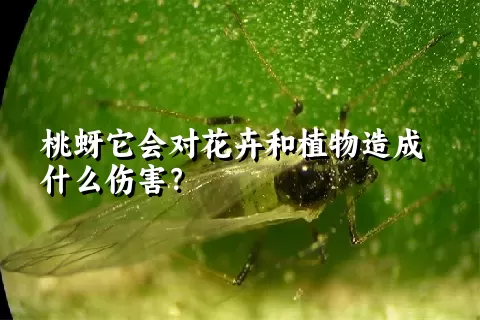 桃蚜它会对花卉和植物造成什么伤害？