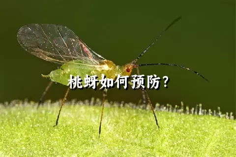 桃蚜如何预防？