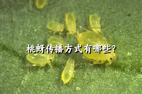 桃蚜传播方式有哪些？