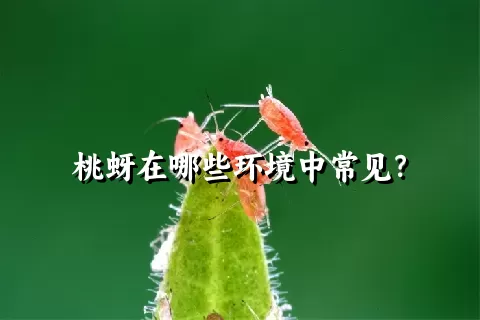 桃蚜在哪些环境中常见？