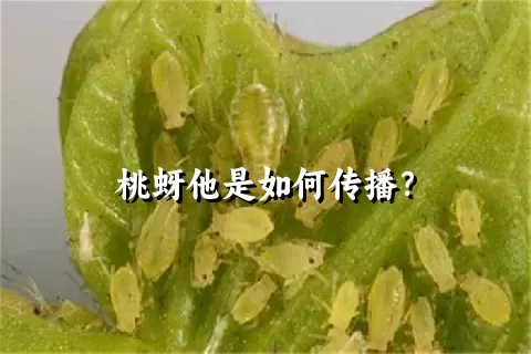 桃蚜他是如何传播？