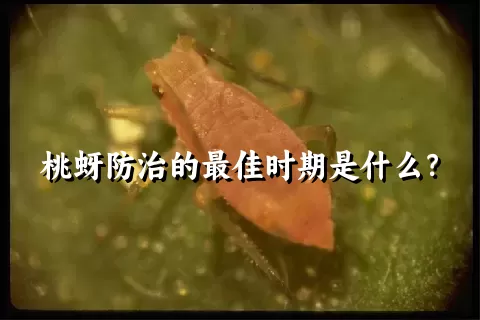 桃蚜防治的最佳时期是什么？