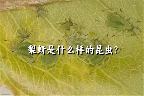 梨蚜是什么样的昆虫？