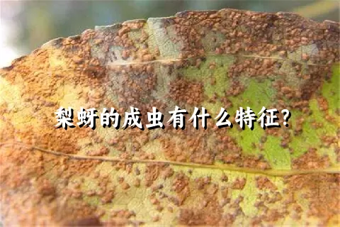 梨蚜的成虫有什么特征？