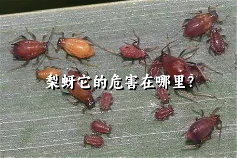 梨蚜它的危害在哪里？