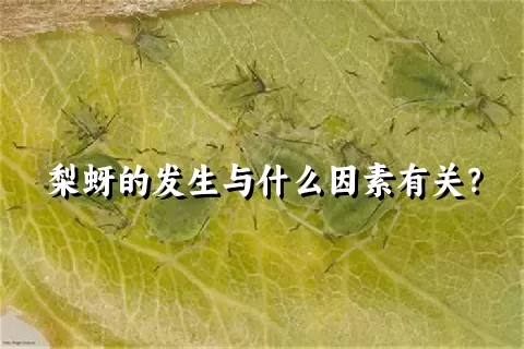 梨蚜的发生与什么因素有关？