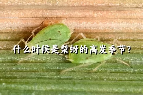 什么时候是梨蚜的高发季节？