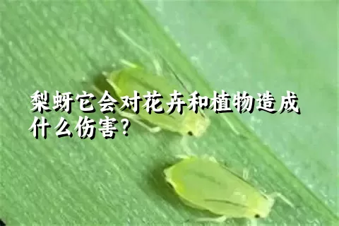 梨蚜它会对花卉和植物造成什么伤害？