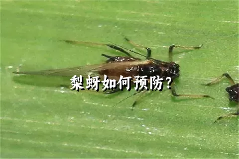 梨蚜如何预防？