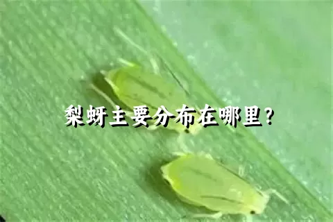 梨蚜主要分布在哪里？