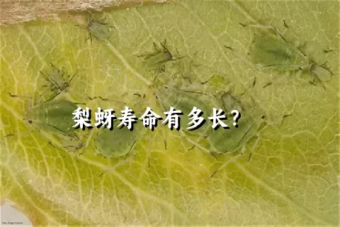 梨蚜寿命有多长？    