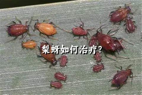 梨蚜如何治疗？