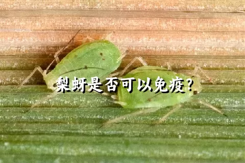 梨蚜是否可以免疫？