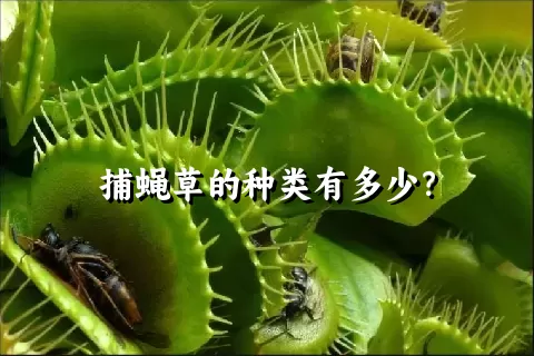 捕蝇草的种类有多少？