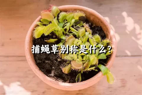 捕蝇草别称是什么？