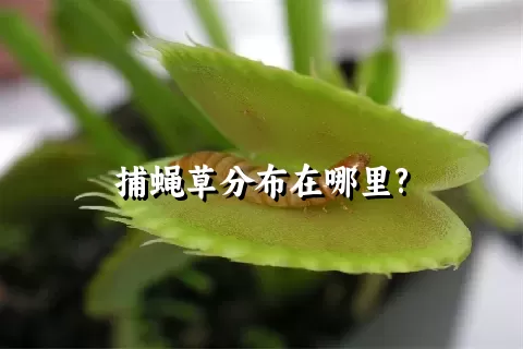 捕蝇草分布在哪里?