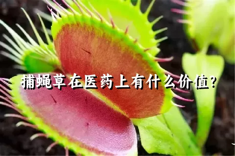 捕蝇草在医药上有什么价值？