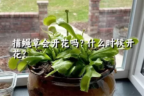 捕蝇草会开花吗？什么时候开花？